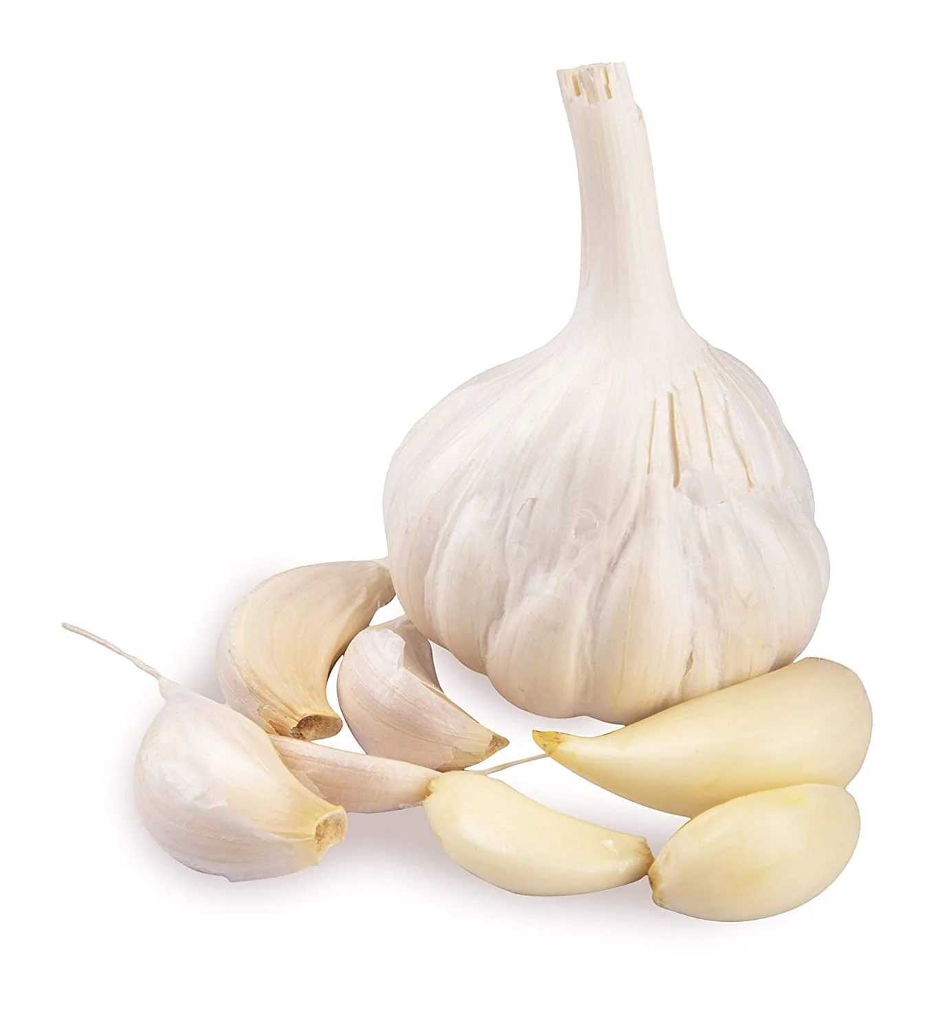 Fresh Garlic Export